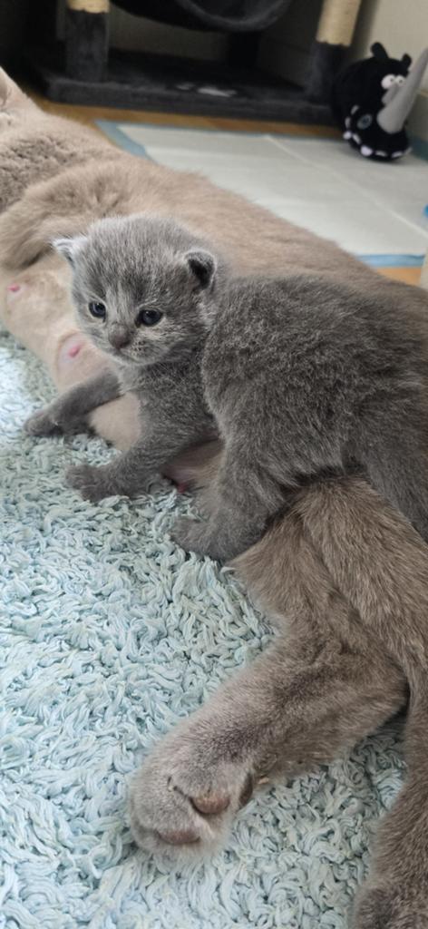 Britse korthaar kittens, Dieren en Toebehoren, Katten en Kittens | Raskatten | Korthaar, Meerdere dieren, Ontwormd, 0 tot 2 jaar