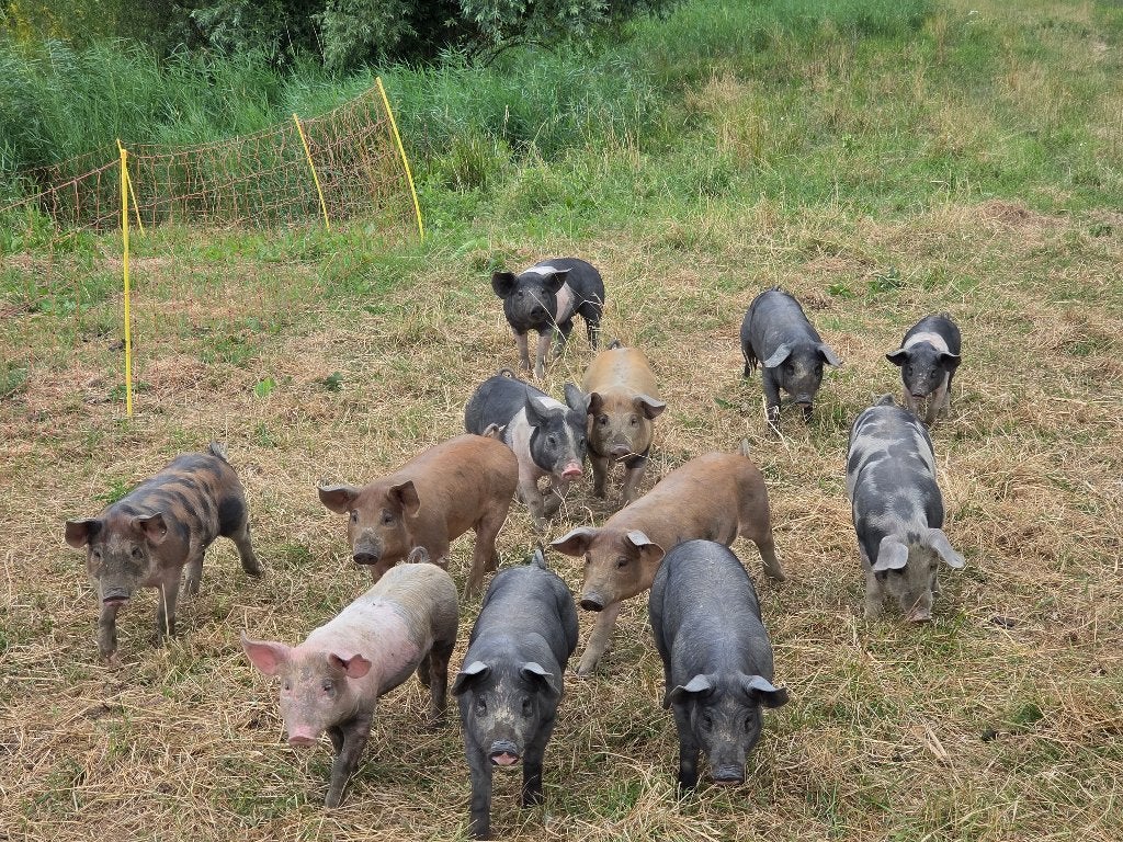 Scharrelbiggen 2 mnd oud Husumer x Piétrain te koop, Dieren en Toebehoren, Meerdere dieren, Varken, 0 tot 2 jaar