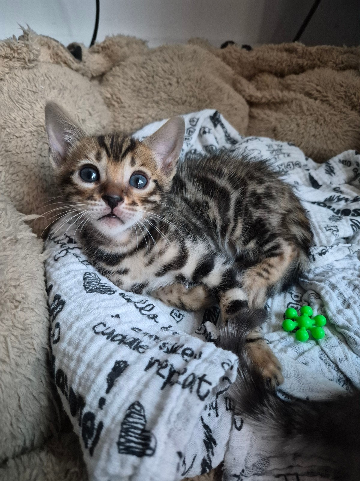 Bengaalse kittens te koop..., Dieren en Toebehoren, Meerdere dieren, Ontwormd