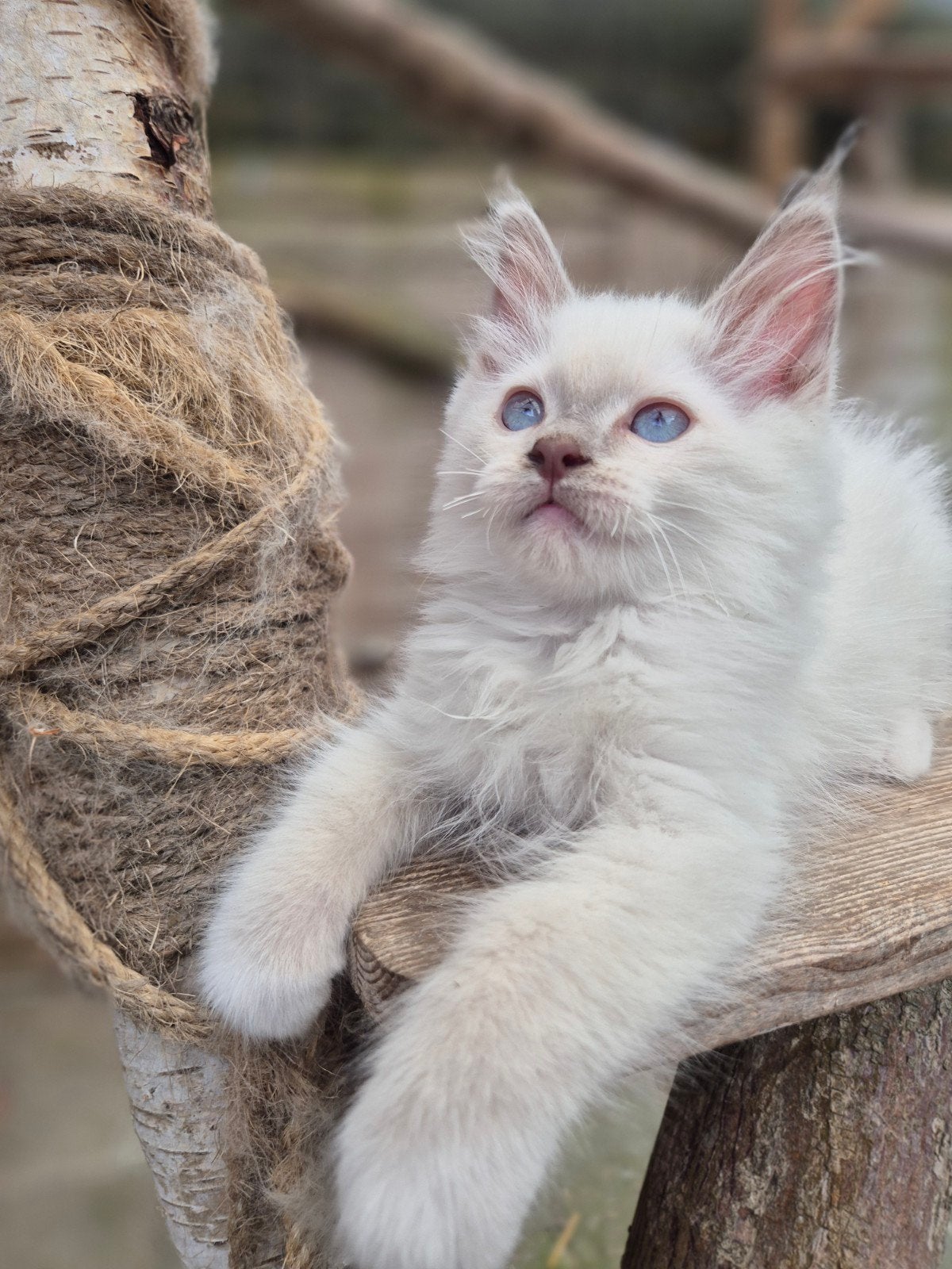 Katertje ragdoll lilacpoint mitted kruizing, 12 weken, Dieren en Toebehoren, Katten en Kittens | Raskatten | Langhaar, Meerdere dieren