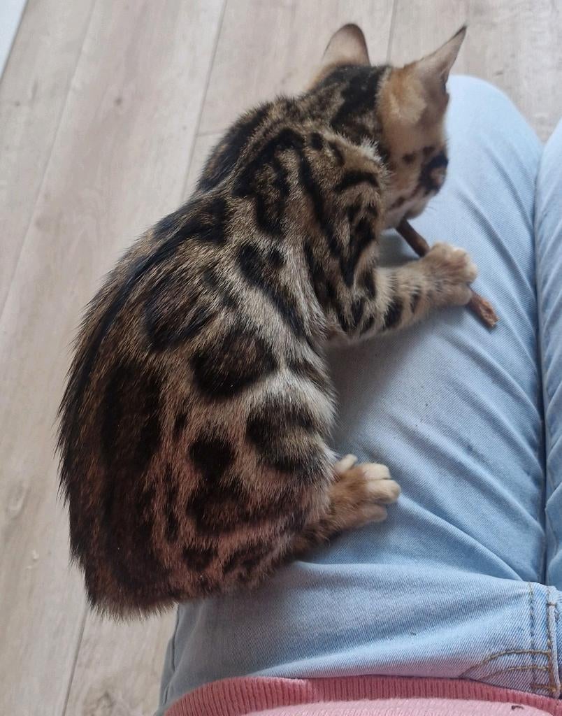 Bengaal kittens mogen verhuizen vanaf 15 mei, Dieren en Toebehoren, Katten en Kittens | Raskatten | Korthaar, Meerdere dieren
