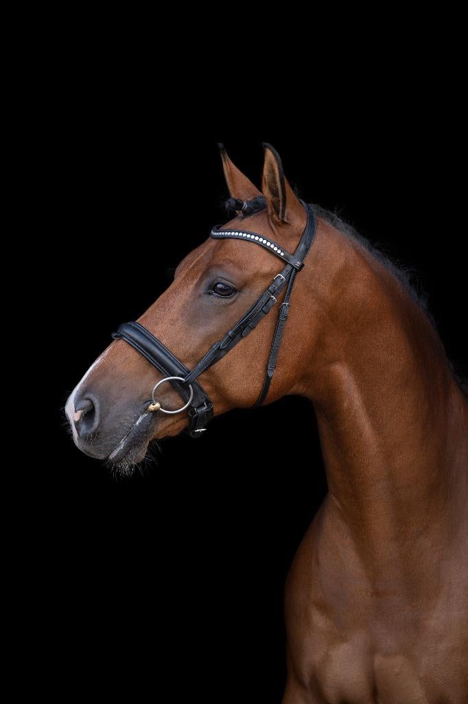 zeer aansprekende 12-jarige KWPN ruin, Dieren en Toebehoren, Ruin, Dressuurpaard, 170 tot 175 cm, 11 jaar of ouder