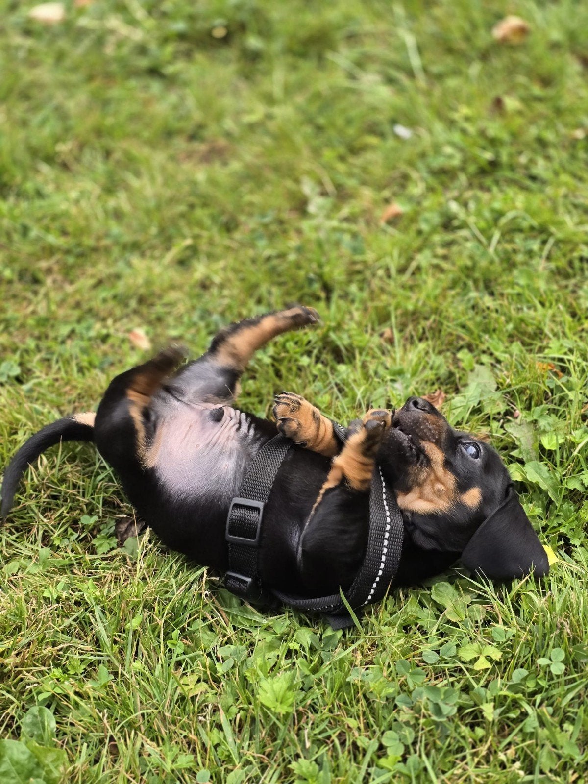 Prachtige Teckel pups Kaninchen x dwergteckel, Parvo, 8 tot 15 weken, Korthaar, Dwerg