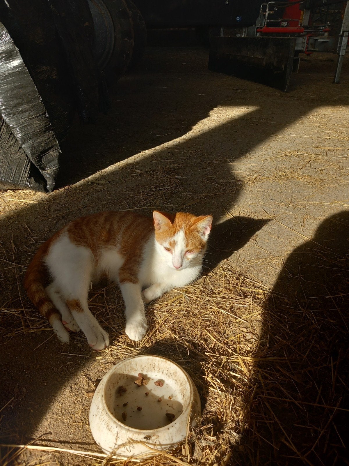boerderij kitten te koop, Kater
