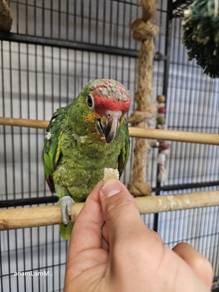 Geelwang Amazone Papegaai | Handtam | Met DNA, Meerdere dieren, Parkiet, Tam