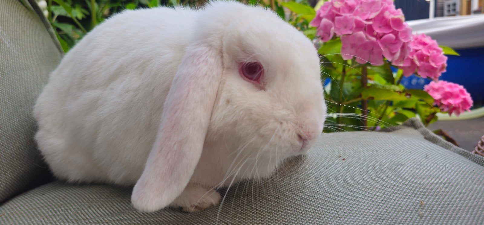 Lief en rustig NHD rammetje (gecastreerd), Dieren en Toebehoren, Konijnen, Mannelijk, Dwerg, Hangoor, 0 tot 2 jaar