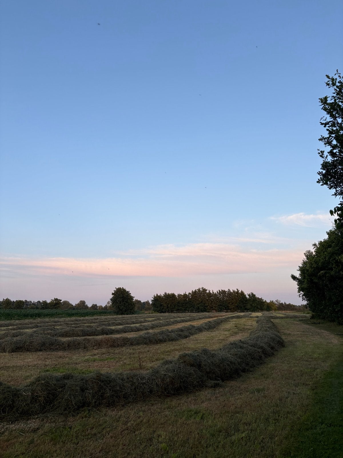 Midi hooibalen te koop | perfect voor paarden, Dieren en Toebehoren, Dierenvoeding, Ophalen, Vee