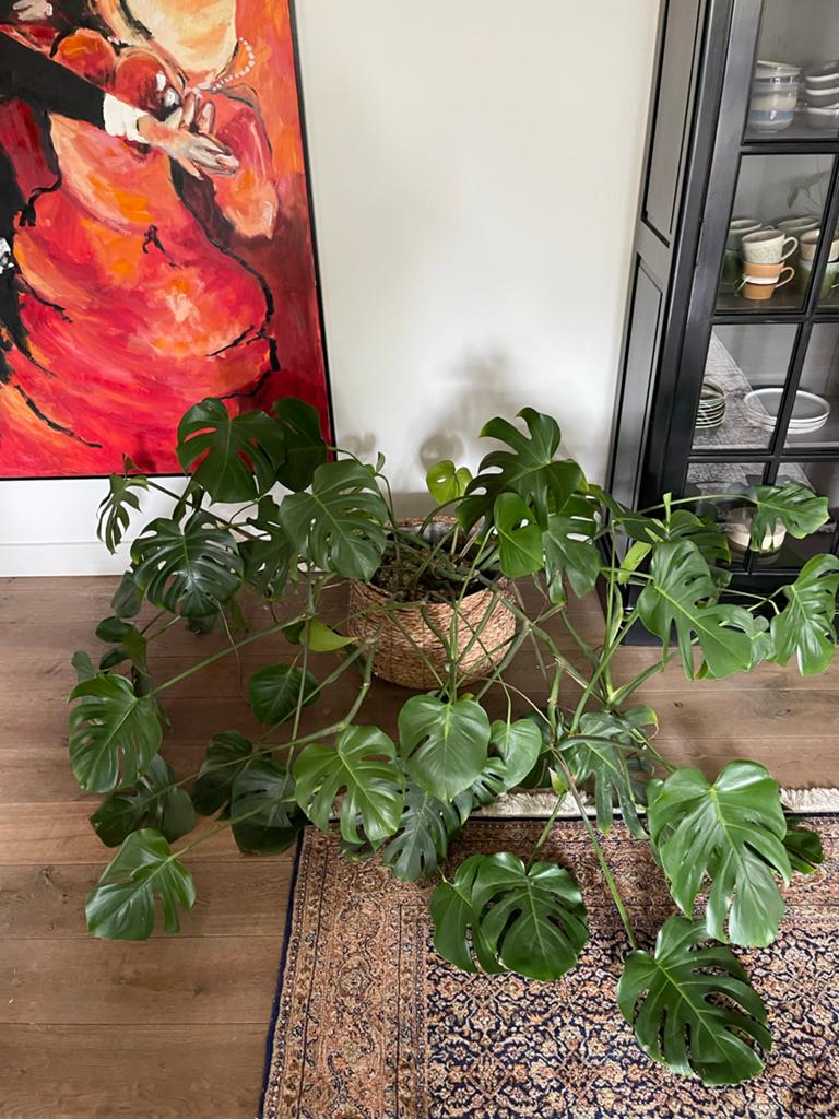 Beautanic Hydroplant Monstera Deliciosa - Gatenplant, Huis en Inrichting, Kamerplanten, Ophalen, Overige soorten, Halfschaduw