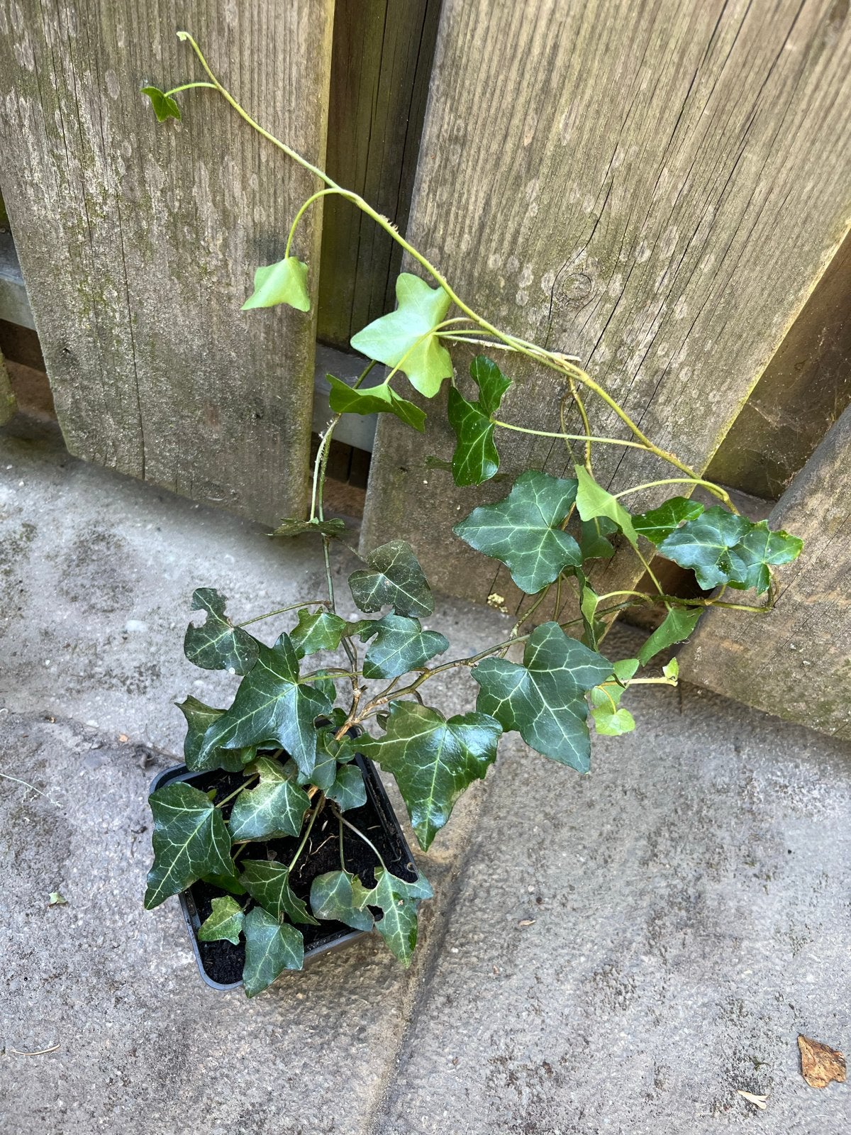Hedera plant - Klimop voor tuin of balkon, Tuin en Terras, Planten | Tuinplanten, Ophalen, Vaste plant, Bloeit niet, Halfschaduw