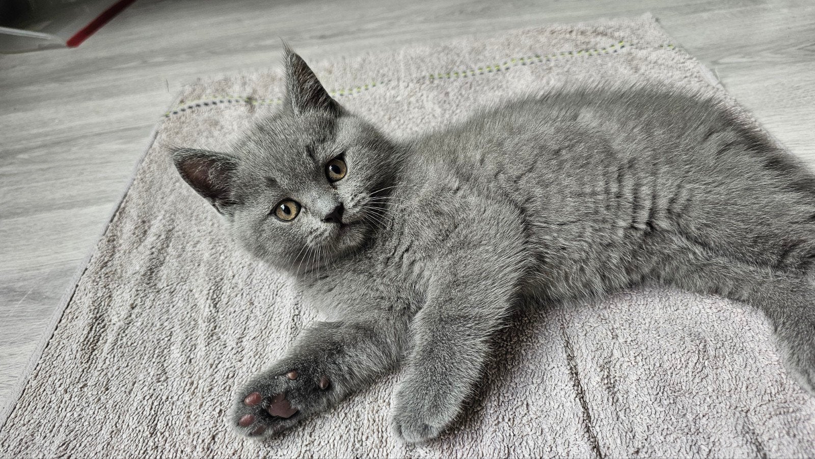 Britse korthaar, Kater, Ontwormd