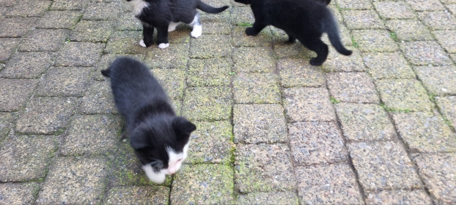 kittens, Dieren en Toebehoren, Meerdere dieren