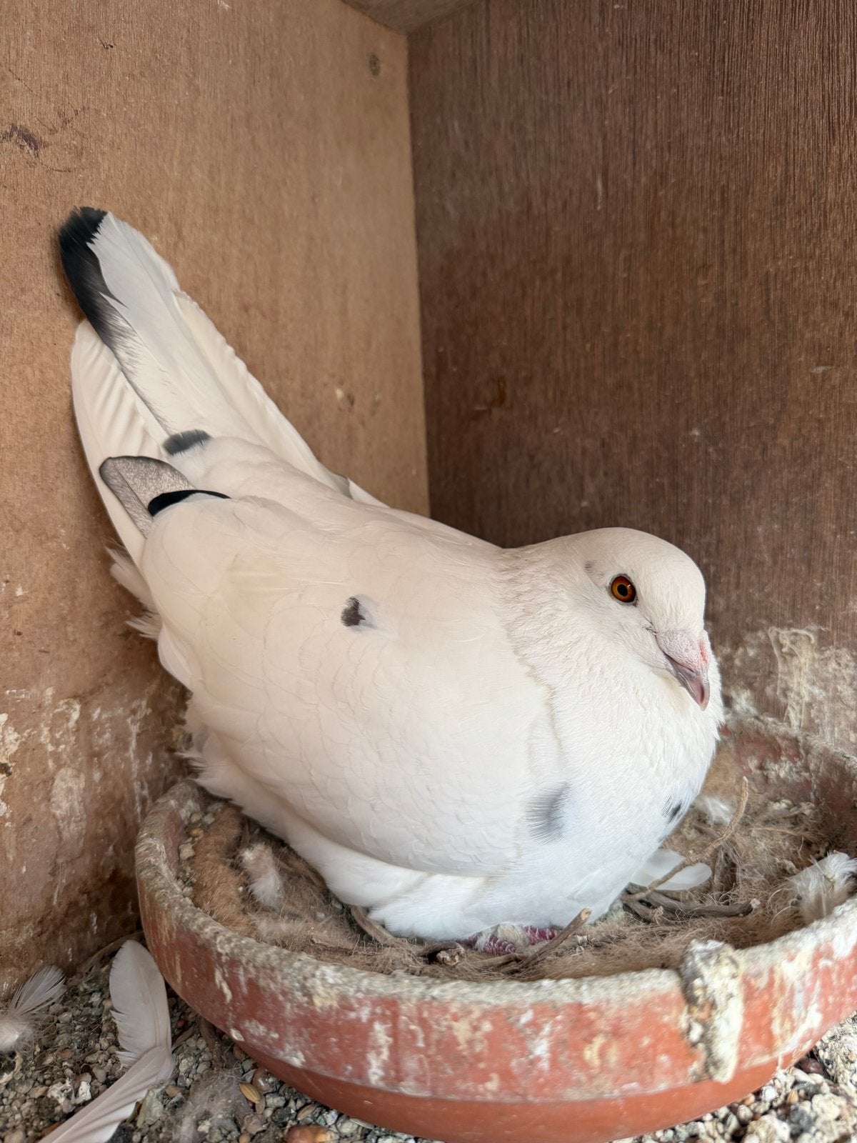 Kleuren postduiven, Dieren en Toebehoren, Vogels | Duiven, Meerdere dieren, Postduif