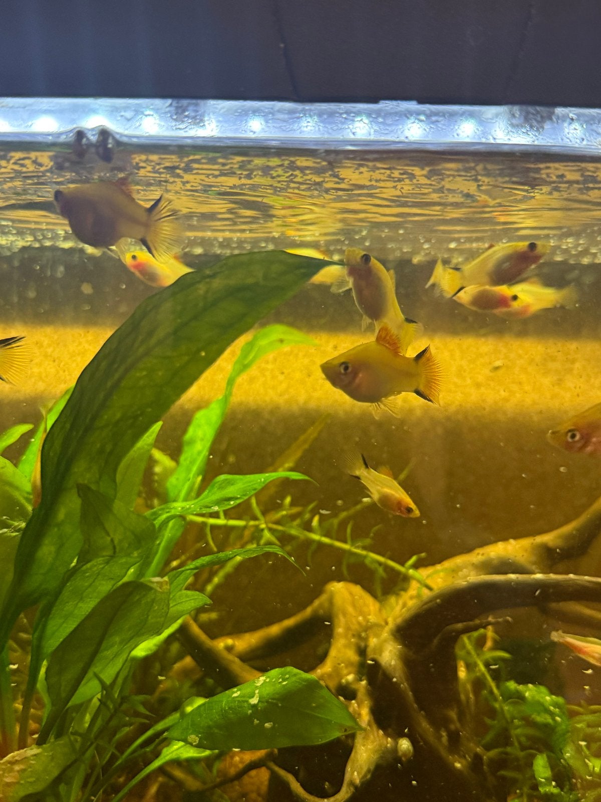 Vissen (soort Platy's Xiphophorus maculatus), Vis