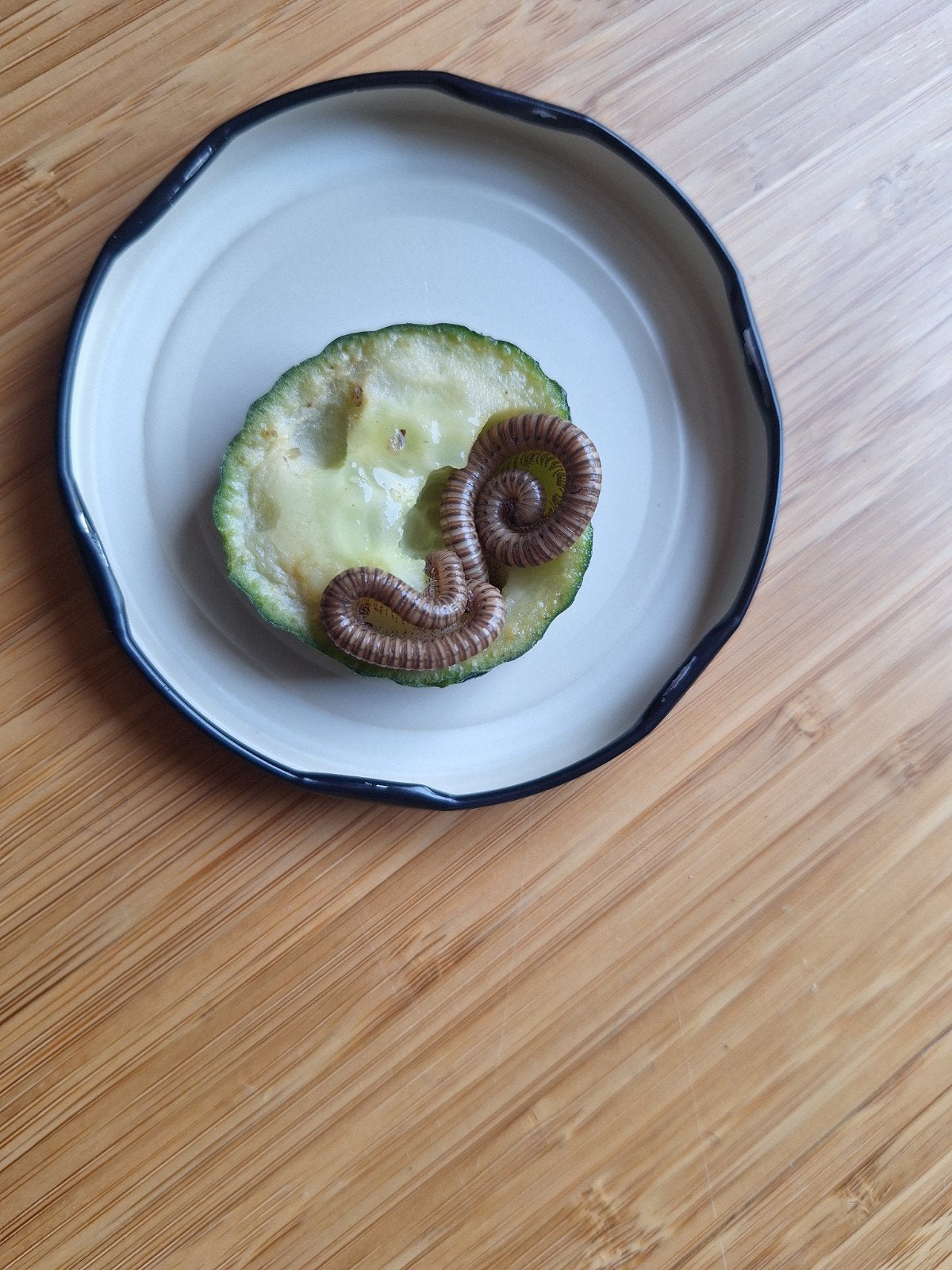 3x Afrikaanse olijfmiljoenpoot