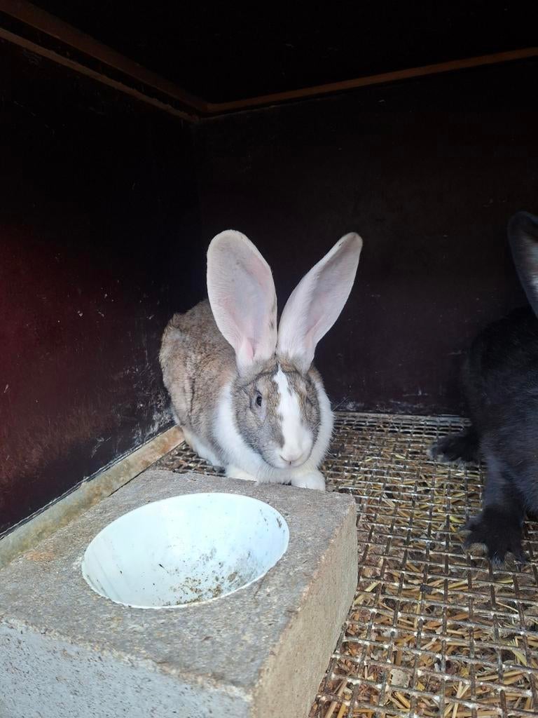 2 vlaamse reus voedsters, Dieren en Toebehoren, Konijnen, Vrouwelijk, Groot