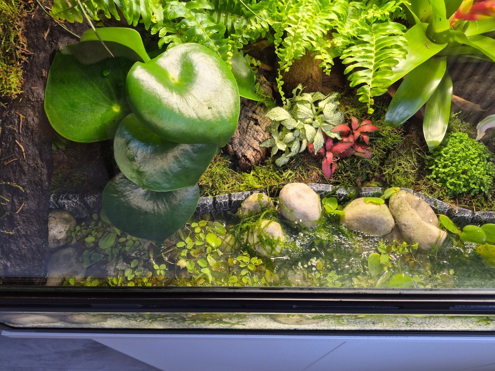 paludarium Terrarium, Dieren en Toebehoren, Ophalen, Zo goed als nieuw, Terrarium of Paludarium