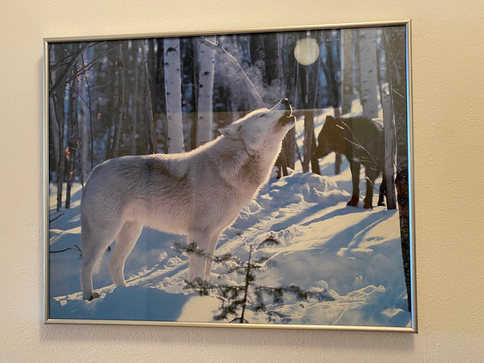 Ingelijste foto van wolven in de sneeuw 50x40, 50 – 75, Gebruikt, Ophalen of Verzenden, Foto of Poster