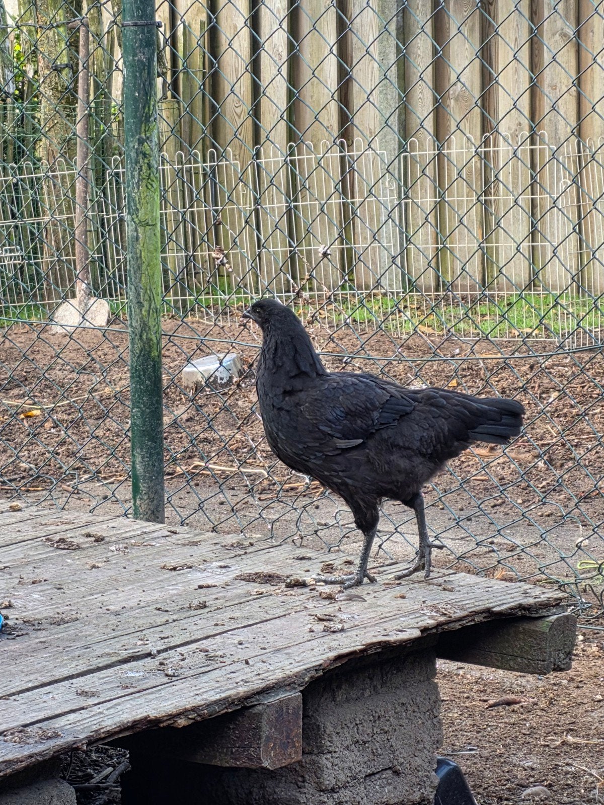 drie ayam cemani hennen, Vrouwelijk, Kip