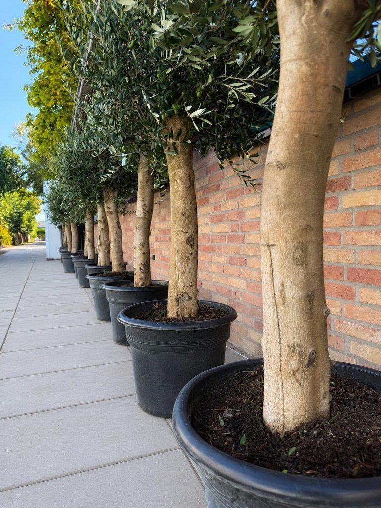 Olijfboom Olea Europaea Blije olijfbomen.Winter harde bomen, Lente, 100 tot 250 cm, Olijfboom, Ophalen