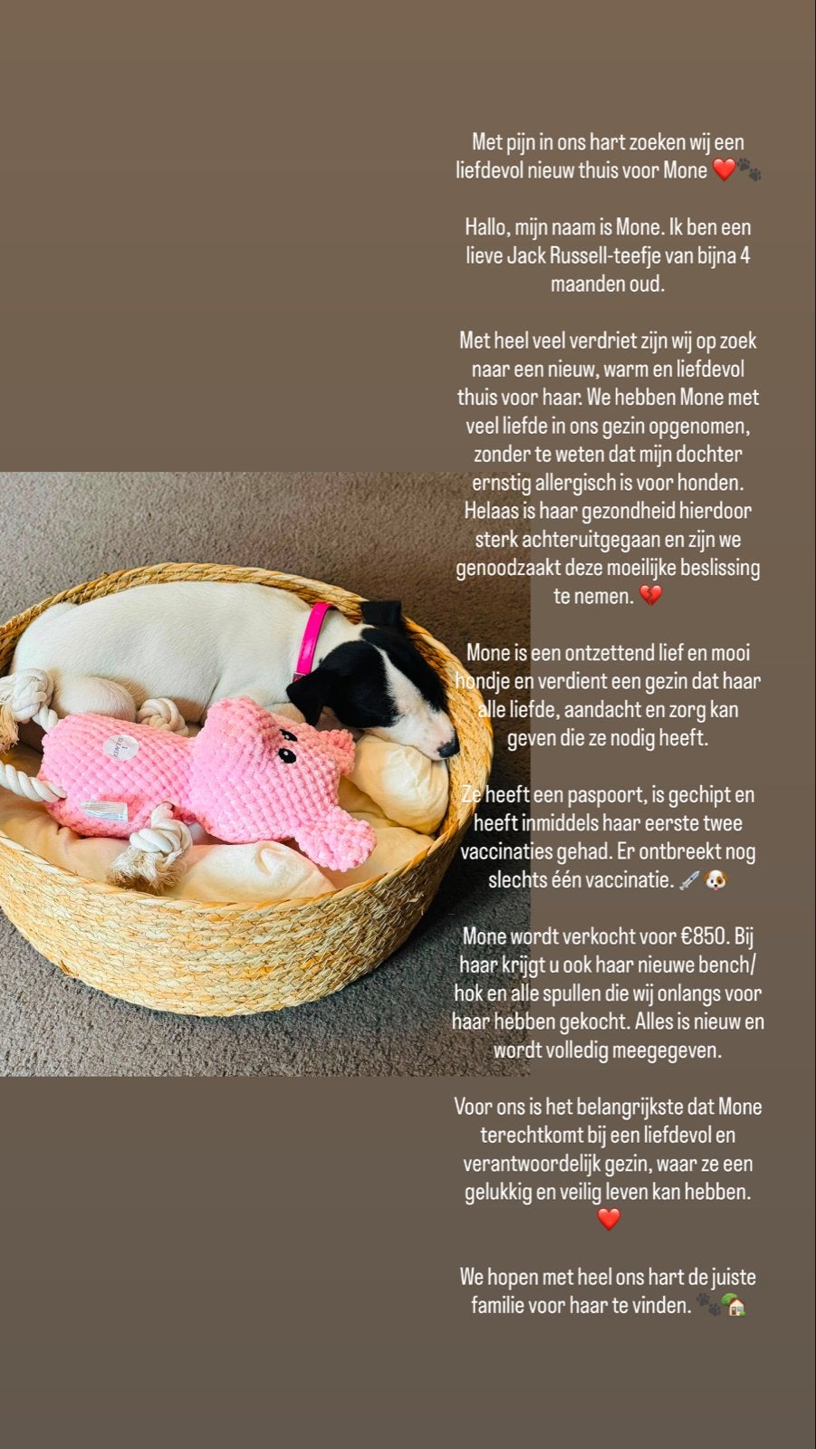 Jack russel zoek nieuw huis, Jack Russell Terriër, 8 tot 15 weken, Teef, Parvo