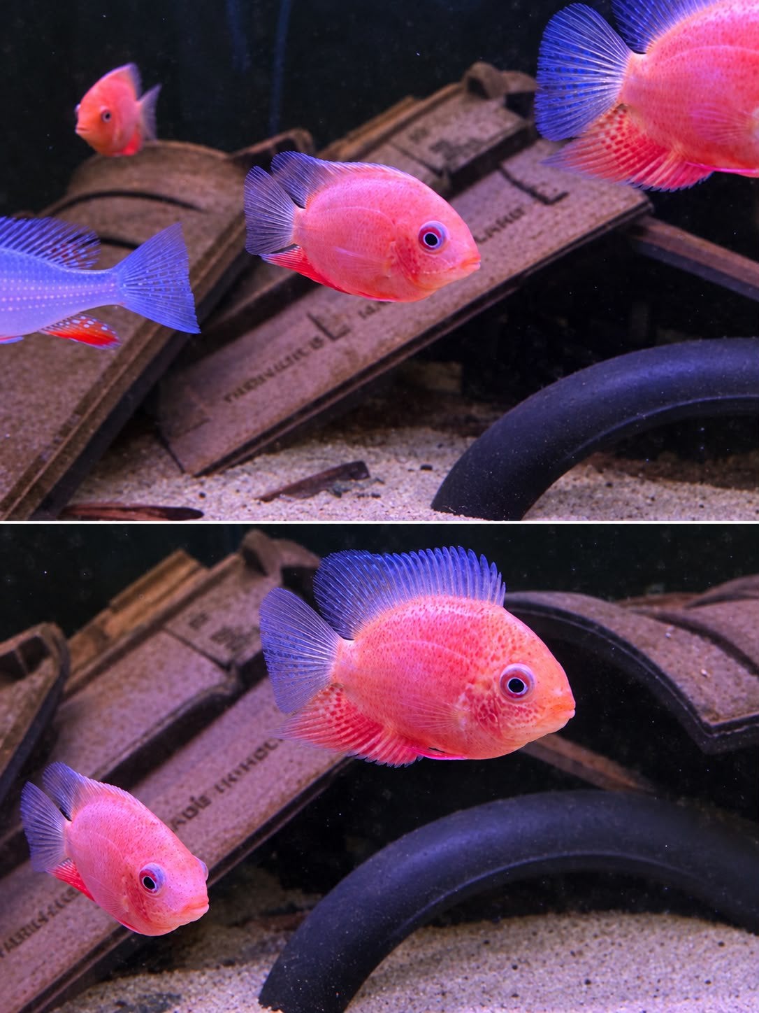 Heros Severum Red Spotted, Vis