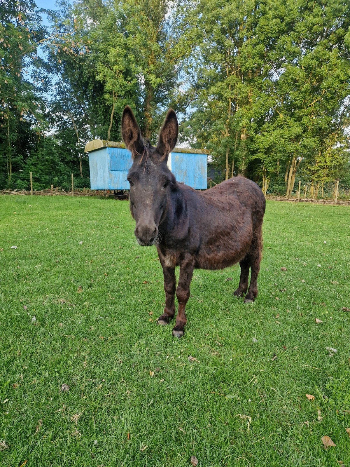 Lieve mama merrie ezel, Juli, Vrouwelijk