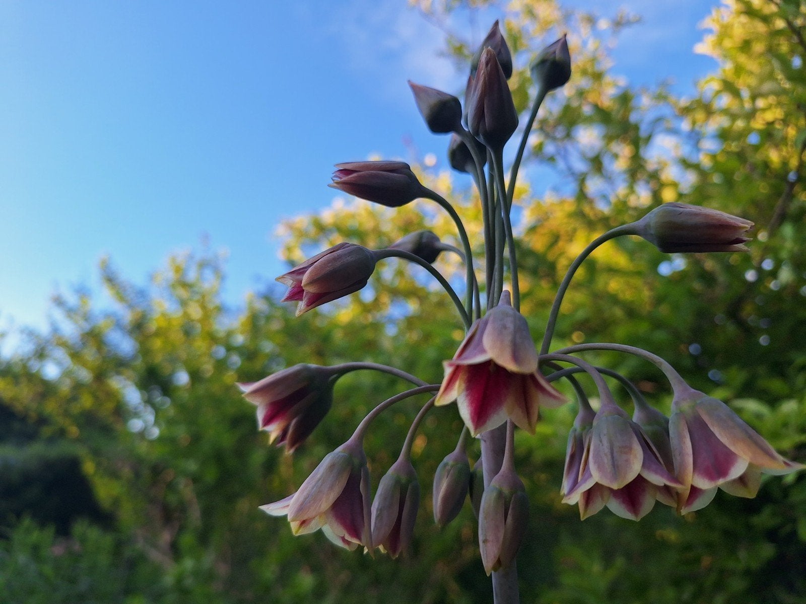 Bulgarse sierui (Allium siculum ), 10 bollen, Ophalen of Verzenden, Najaar, Volle zon, Bloembol