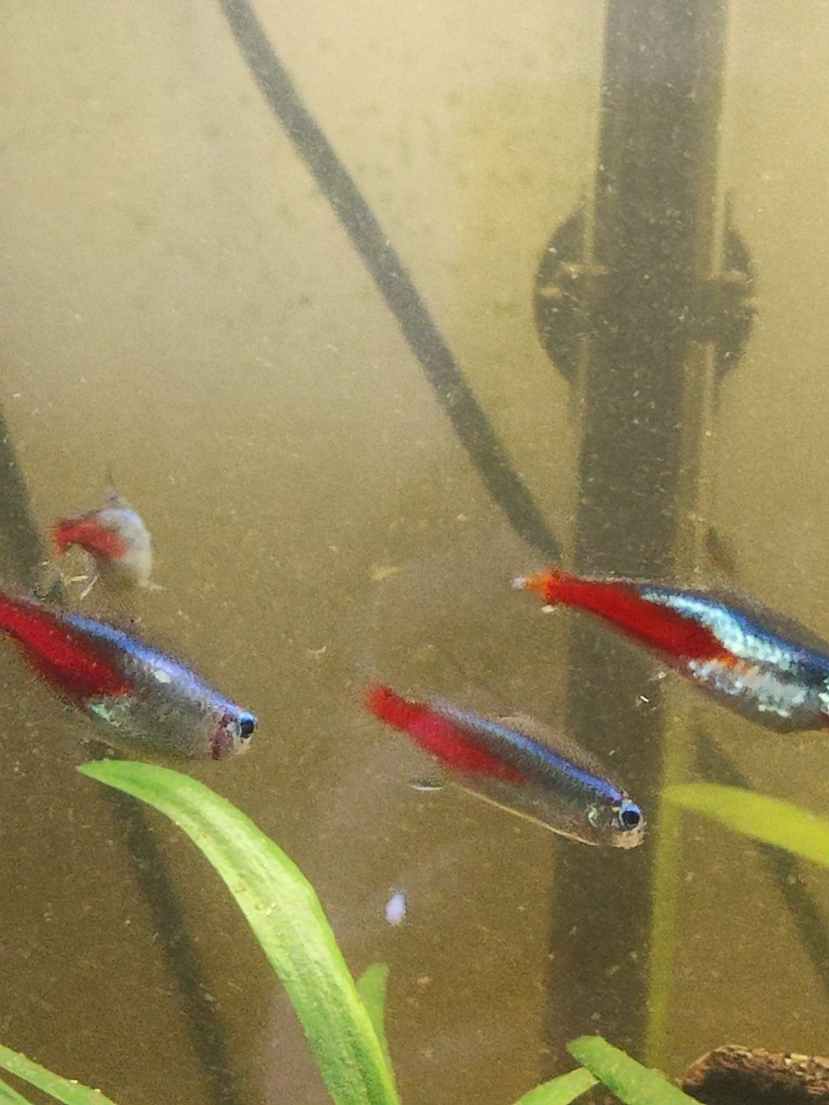 Neon Tetra, Dieren en Toebehoren