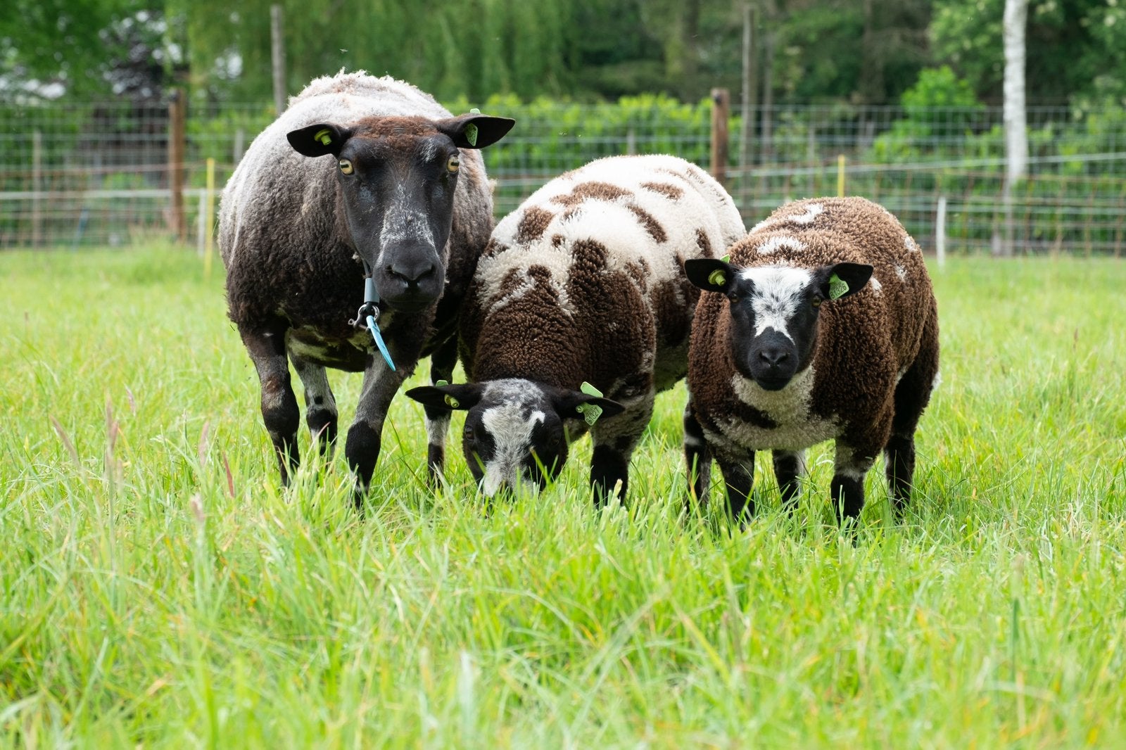 Bonte luxe Dekrammen te koop, Dieren en Toebehoren, Mannelijk, Schaap, 0 tot 2 jaar