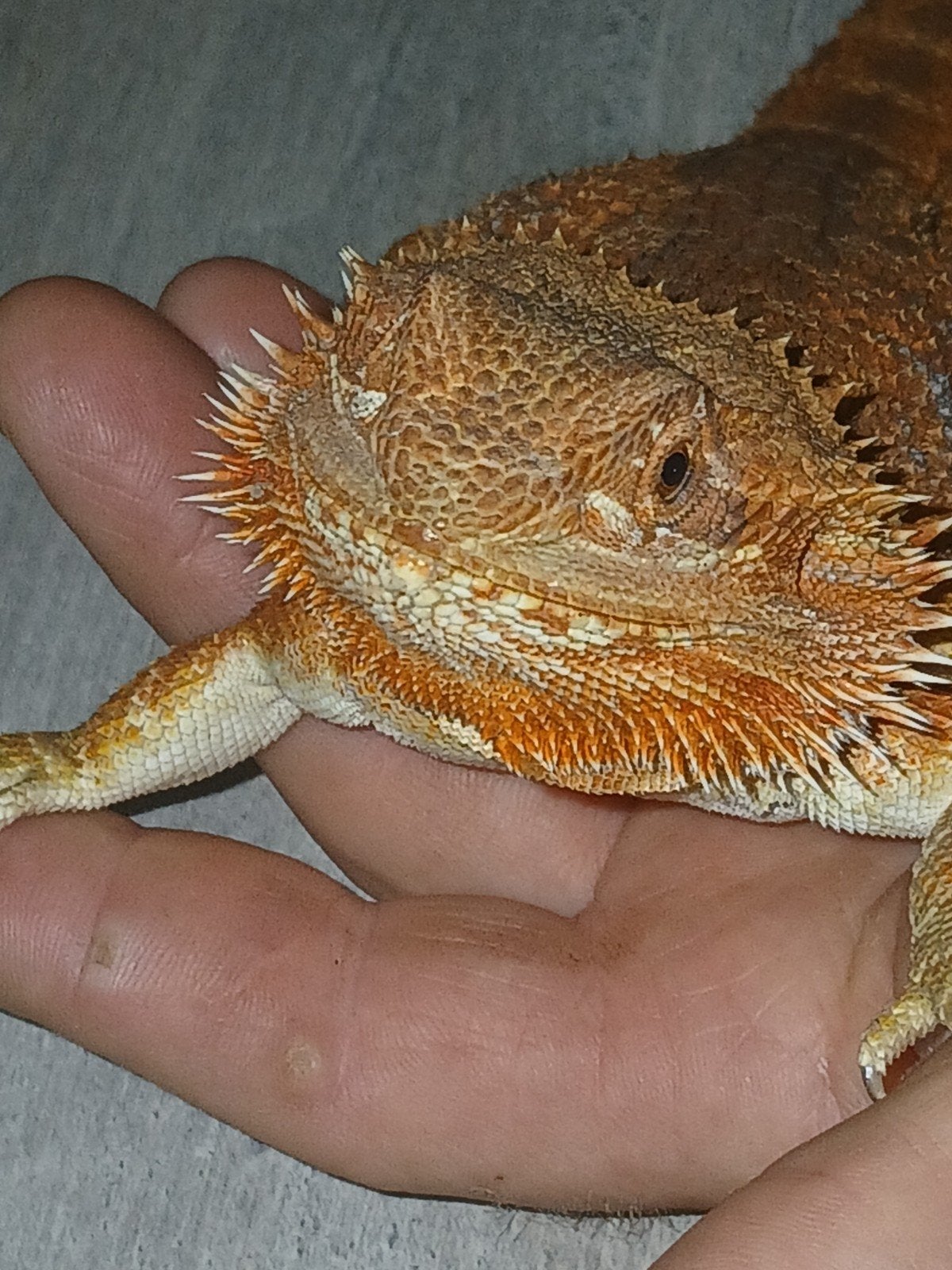Baardagaam oranje, Hagedis, Met terrarium, 0 tot 2 jaar
