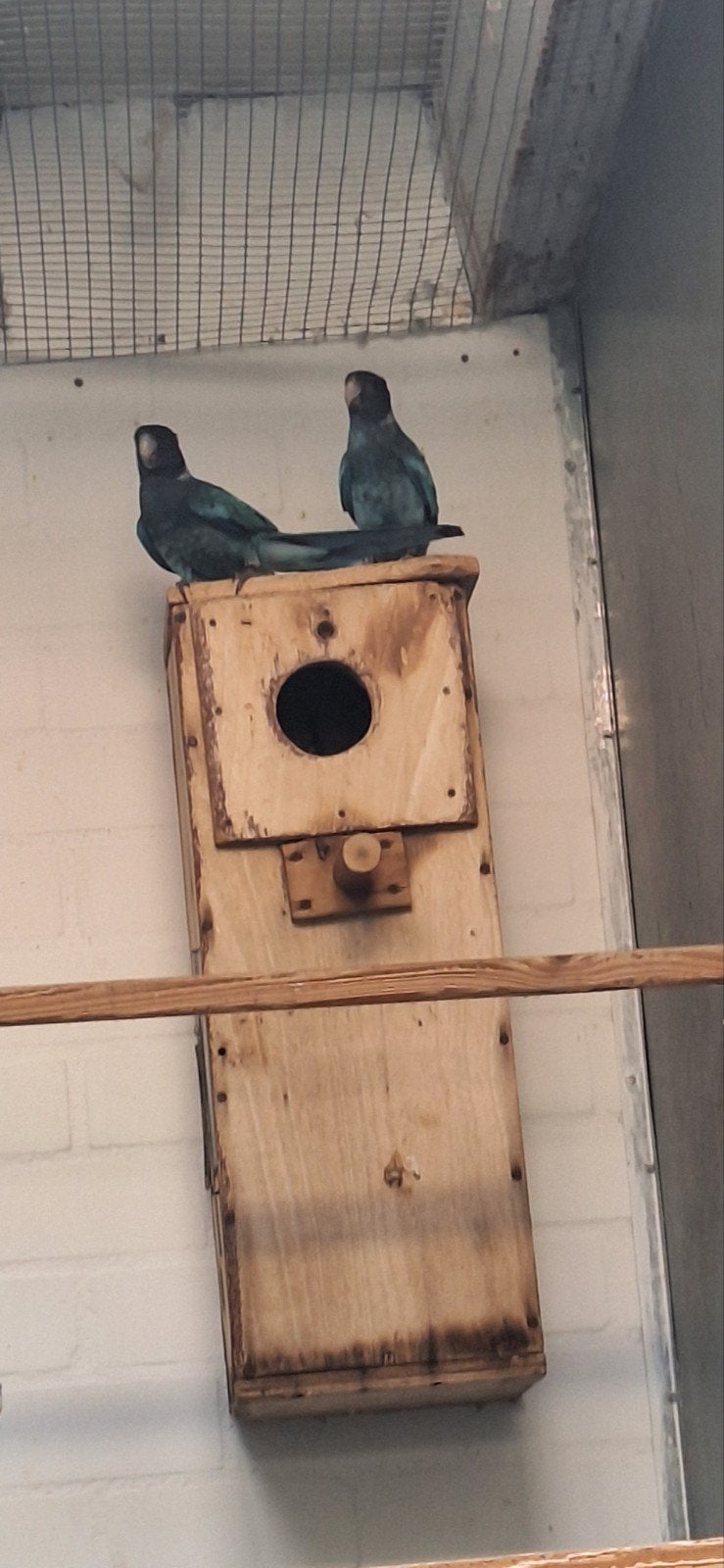 blauwe twenty eyht, Meerdere dieren, Parkiet