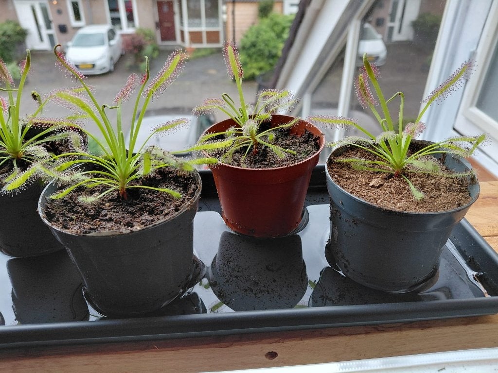 Zonnedauw vleesetende plant, Ophalen, Overige soorten, Volle zon, Minder dan 100 cm