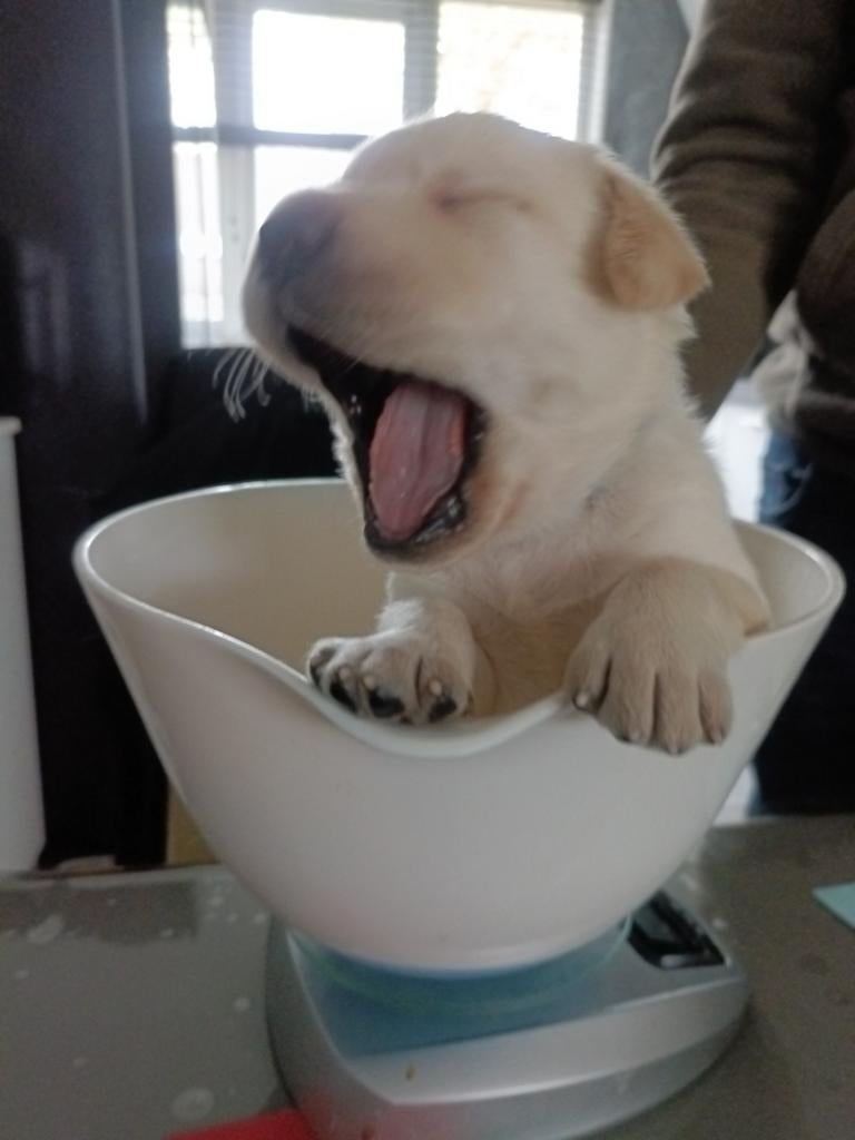 Schitterende labrador pups, Dieren en Toebehoren, Honden | Retrievers, Spaniëls en Waterhonden, 8 tot 15 weken, Labrador retriever
