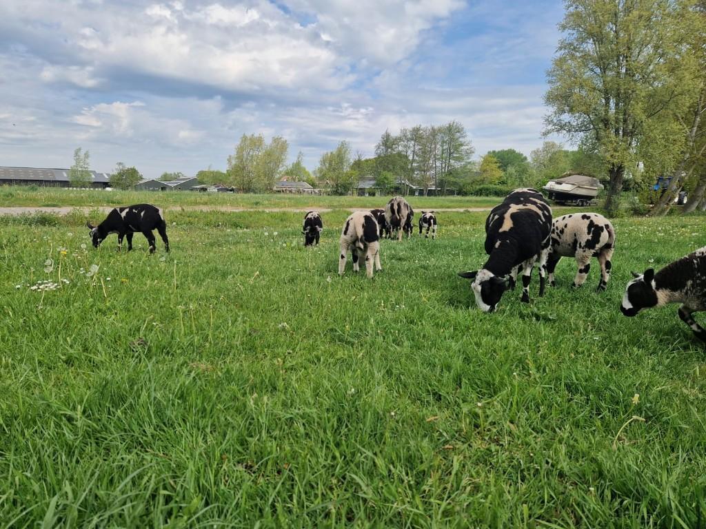 Bonte schapen, Dieren en Toebehoren, Schapen, Geiten en Varkens, Vrouwelijk, Schaap, 0 tot 2 jaar