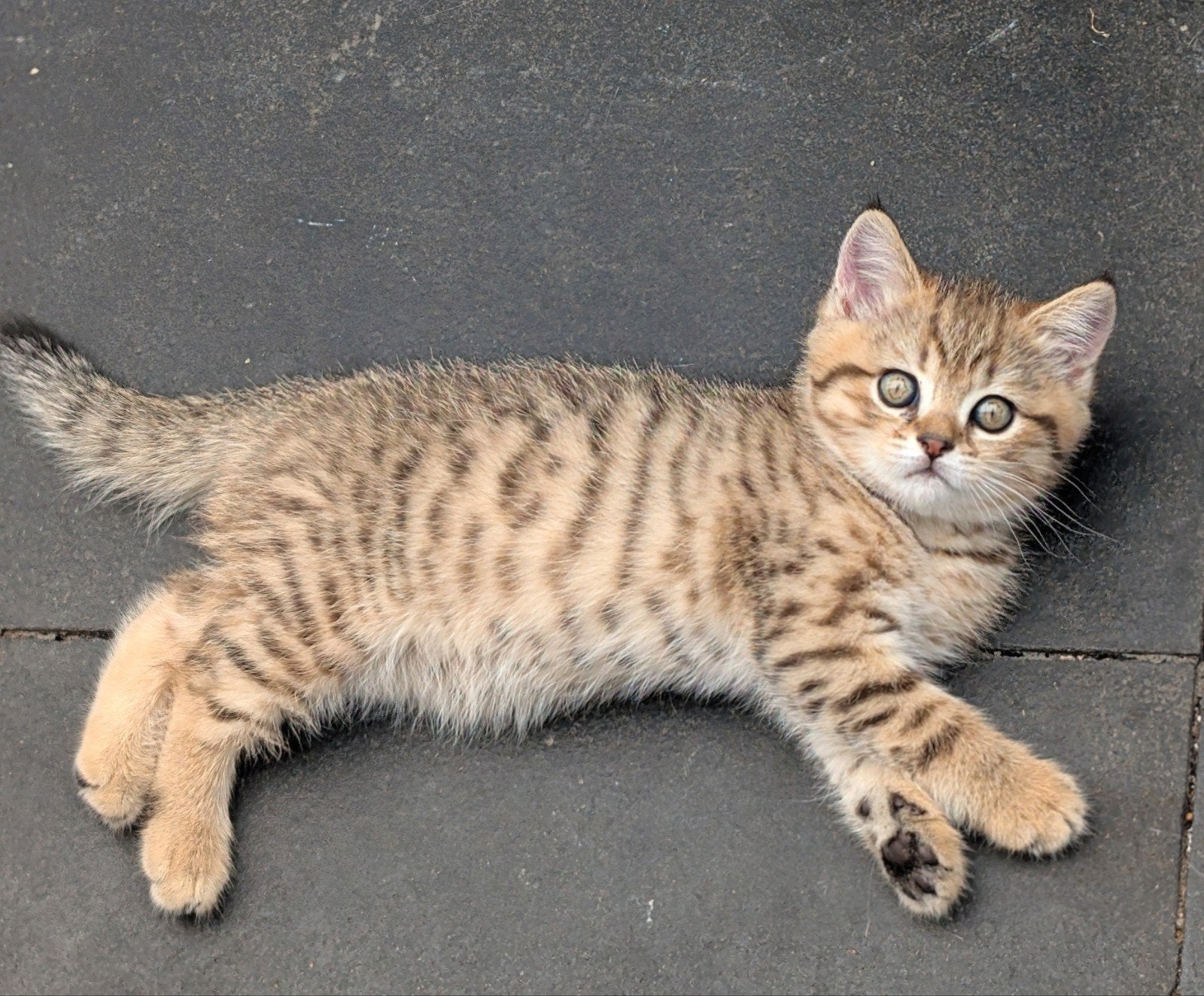 Brits korthaar Silver&Golden tabby spotted kittens 2poesjes, Dieren en Toebehoren, Poes, Ontwormd, 0 tot 2 jaar