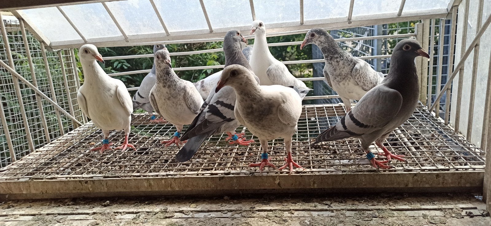 Postduiven jongeduiven, Meerdere dieren