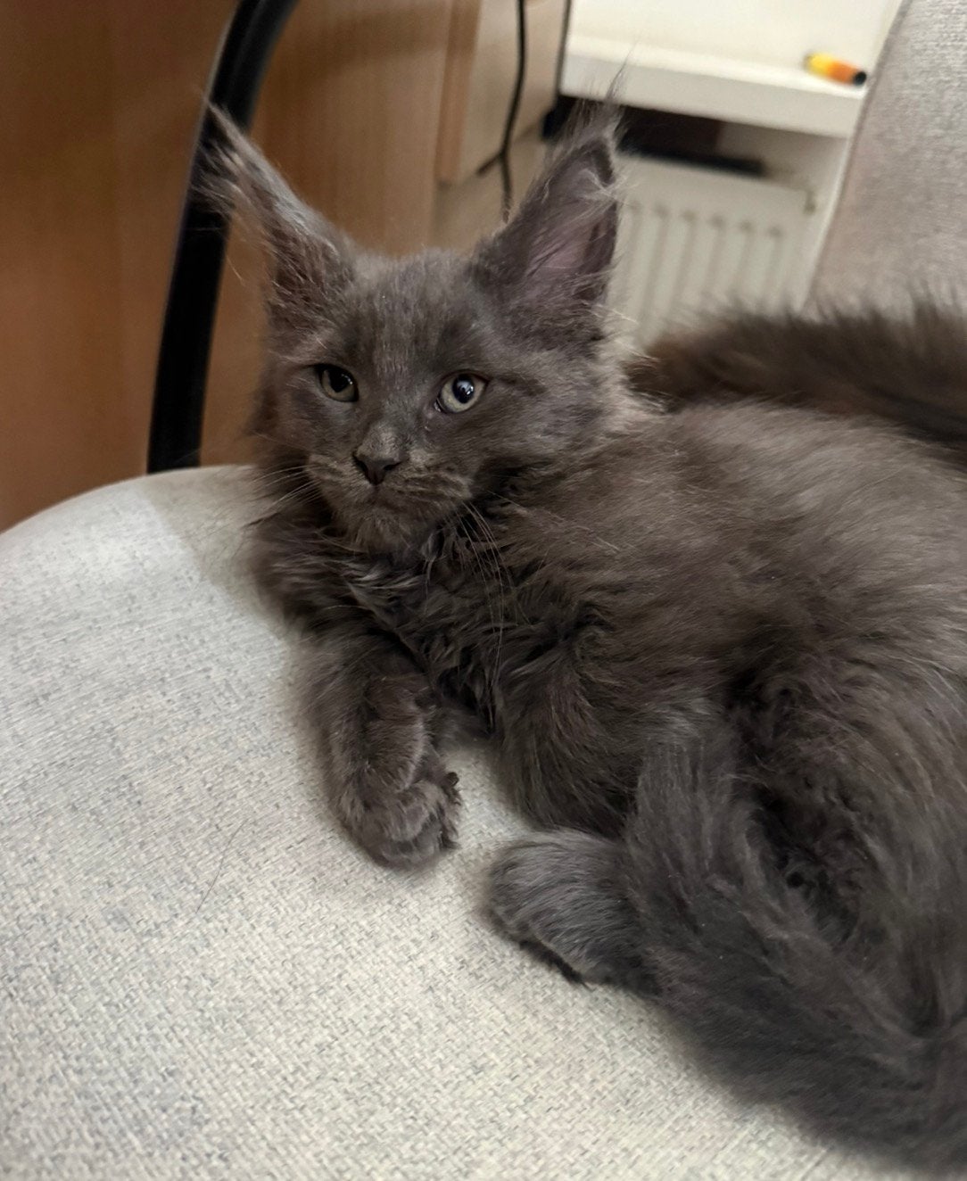 100 procent Maincoon kittens mogen verhuizen, Meerdere dieren, Ontwormd, 0 tot 2 jaar