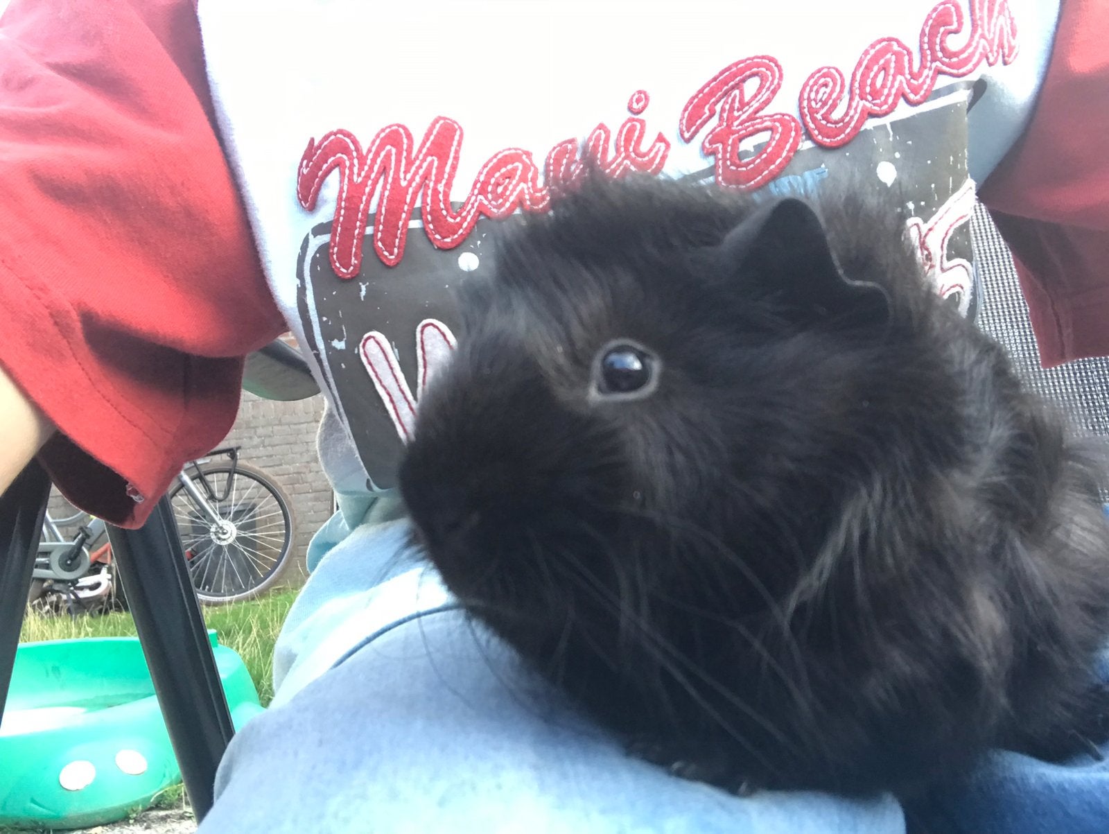 Twee mooie zwarte mannetjes borstel cavia’s !, Dieren en Toebehoren, Cavia, Augustus, Mannelijk, Tam