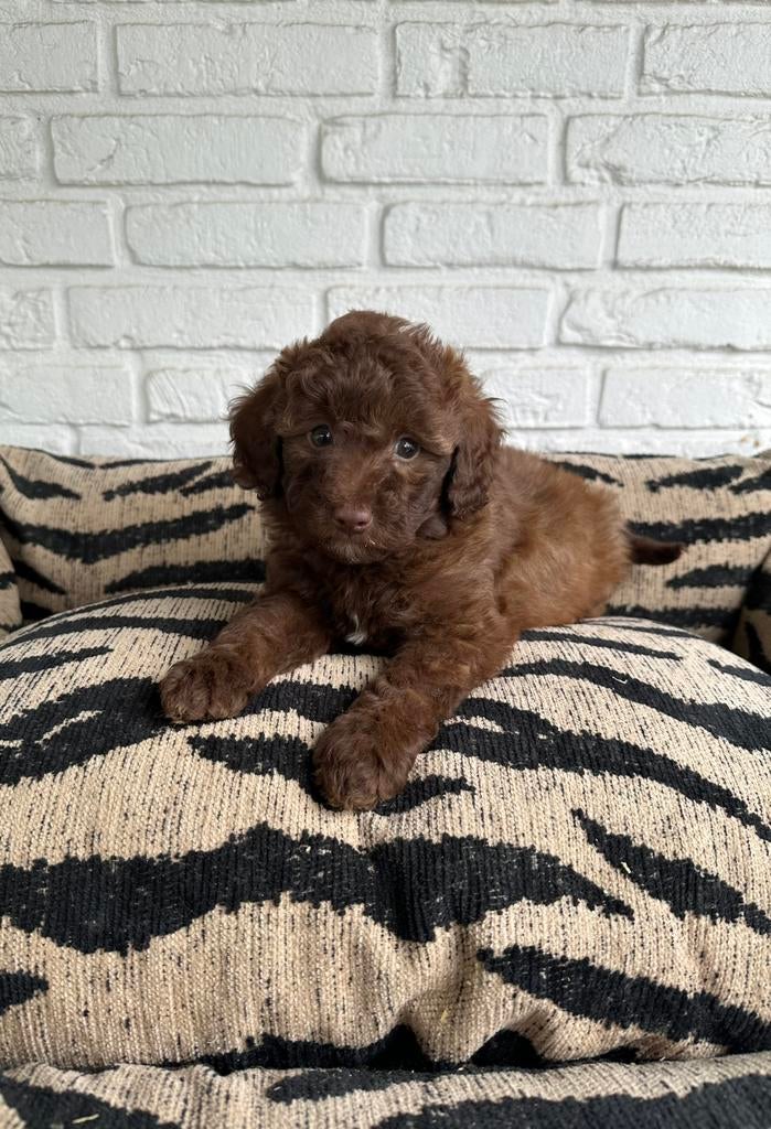 Toy x dwerg poedel pups, Poedel, Parvo, Nederland, 8 tot 15 weken