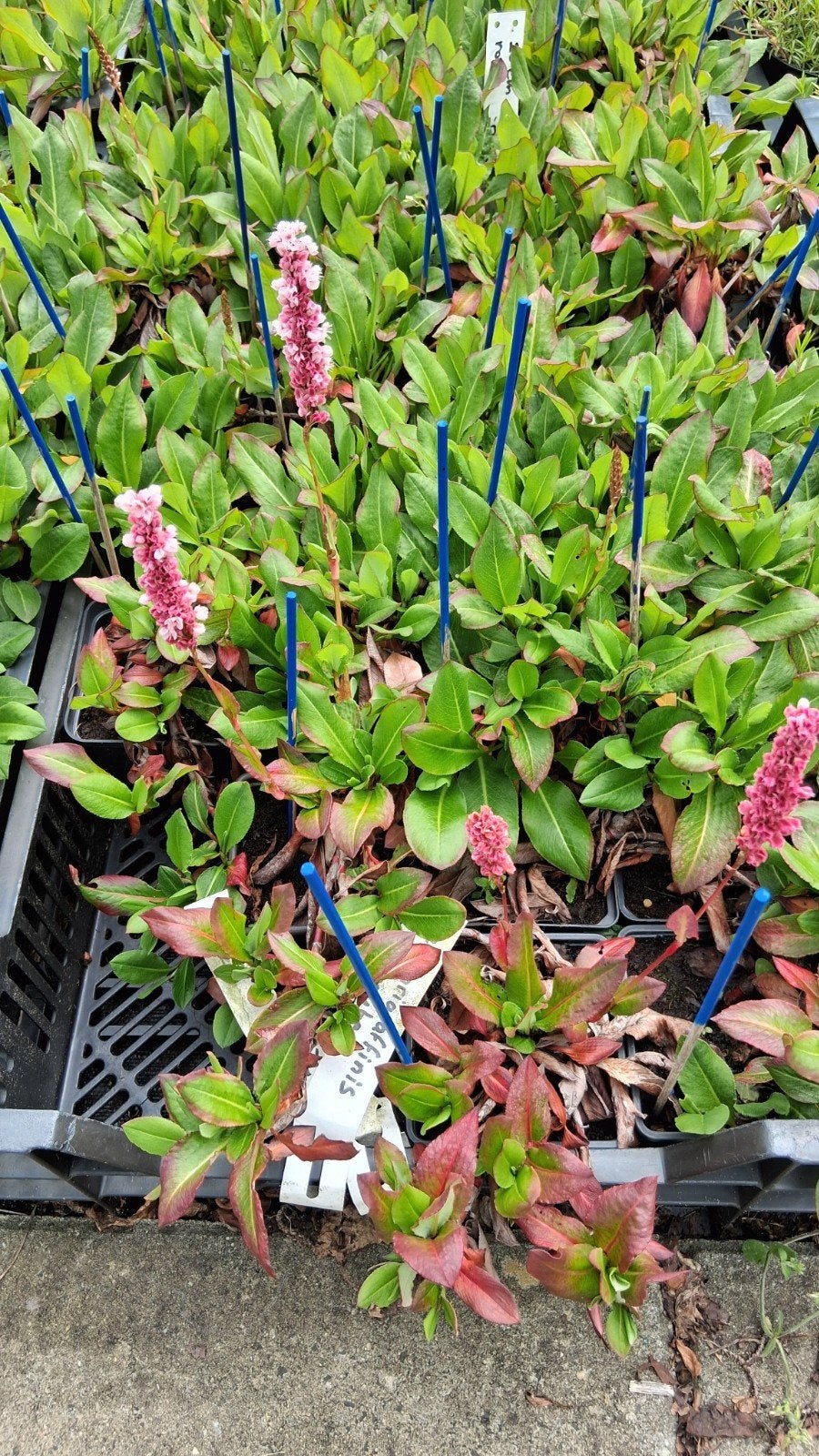 Persicaria affinis 'Kabouter' - Langbloeiende Bodembedekker, Ophalen