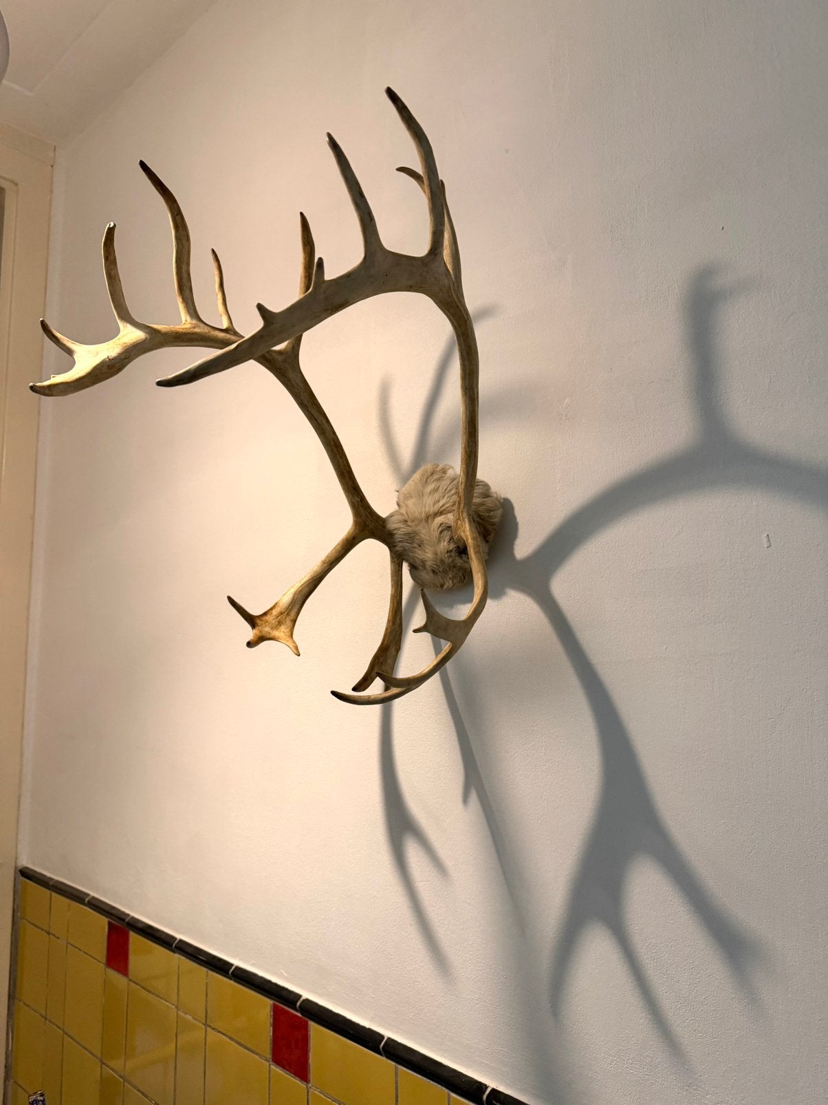 Vintage Gewei groot: caribou / rendier creme&wit, Ophalen of Verzenden, Zo goed als nieuw, Hert, Gewei of Kop