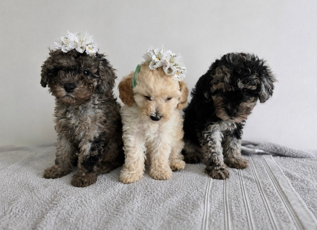 Prachtige toypoedel toy poedel pups, Overige rassen, 8 tot 15 weken, Meerdere, Meerdere dieren