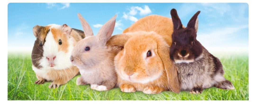 Oppas opvang knaagdieren konijn hamster cavia, Ophalen of Verzenden, Overige typen