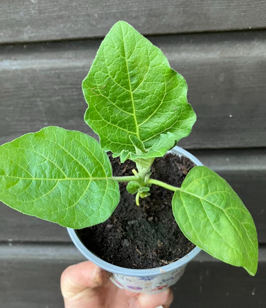 Afrikaanse aubergine BIOLOGISCH, Tuin en Terras, Planten | Tuinplanten, Ophalen, Eenjarig, Groenteplanten, Volle zon