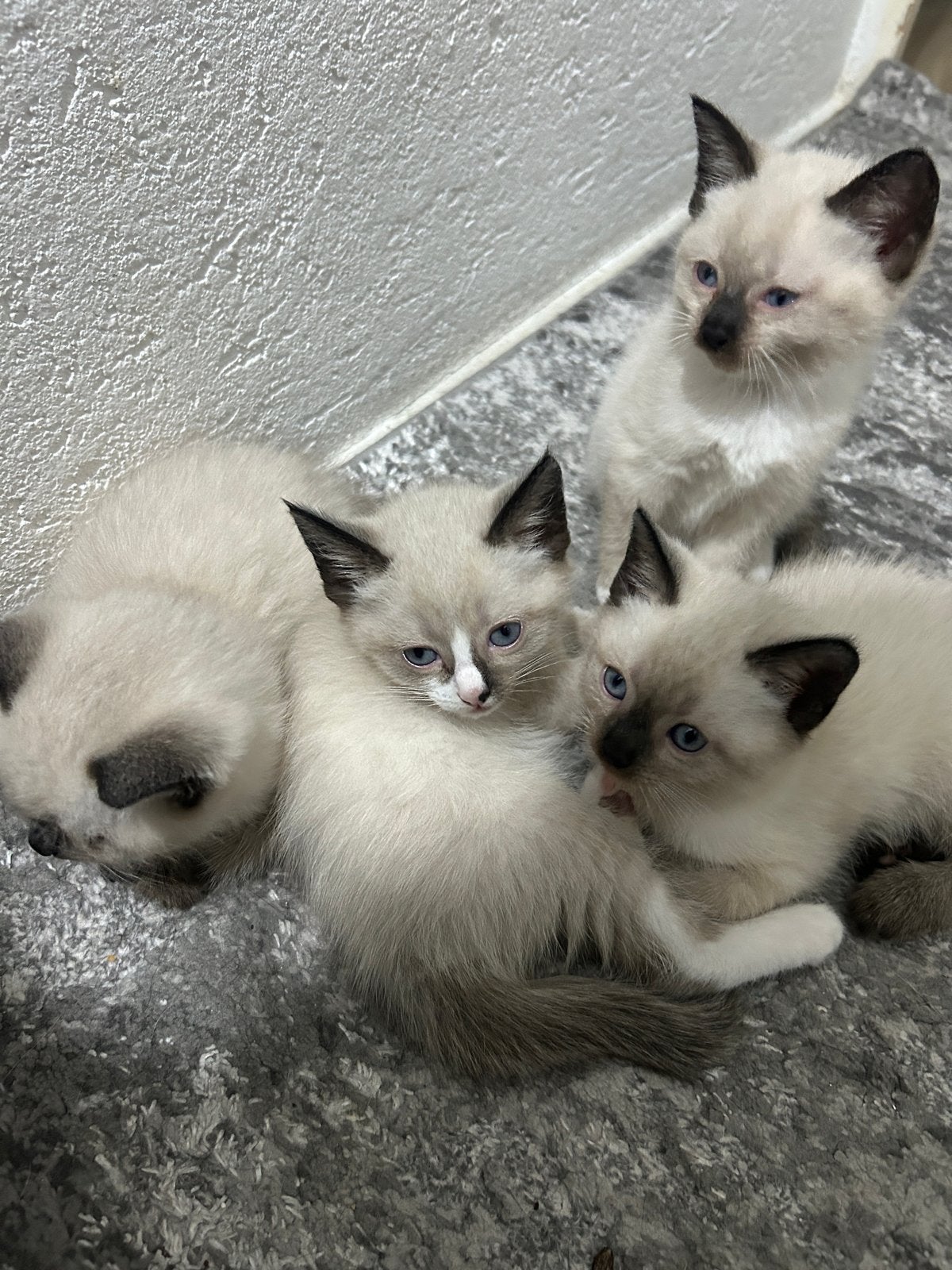 Siamese kittens, Dieren en Toebehoren, Katten en Kittens | Overige Katten, Poes