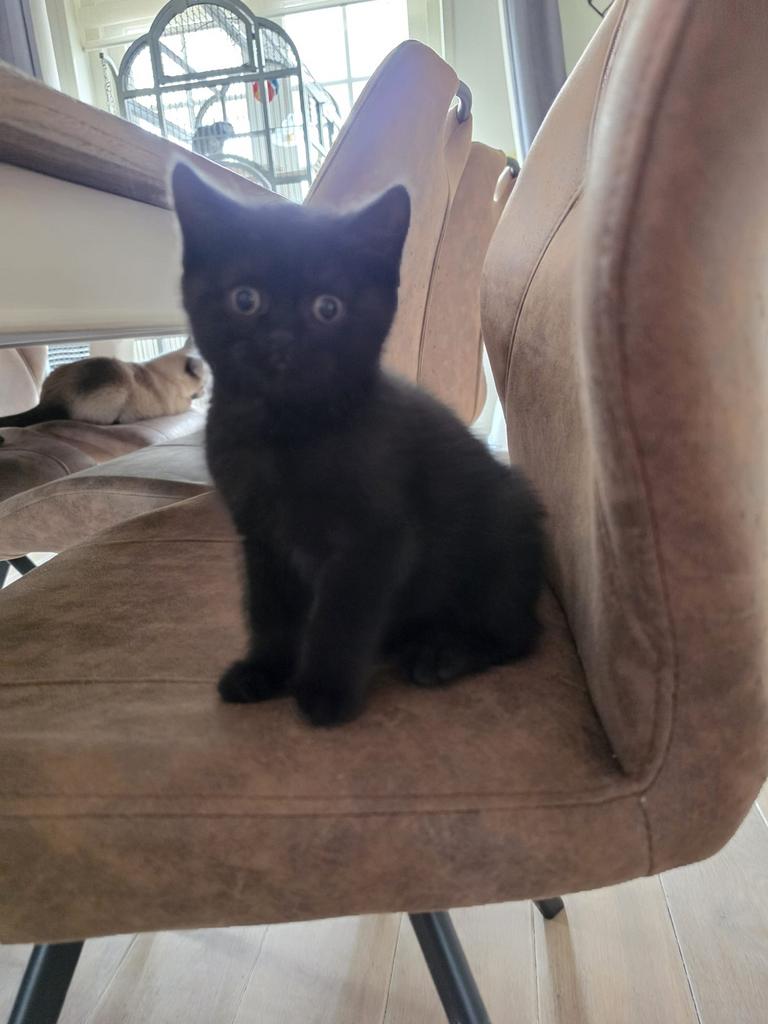 2 donkere ondeugende britse korthaar katertjes, Dieren en Toebehoren, Kater