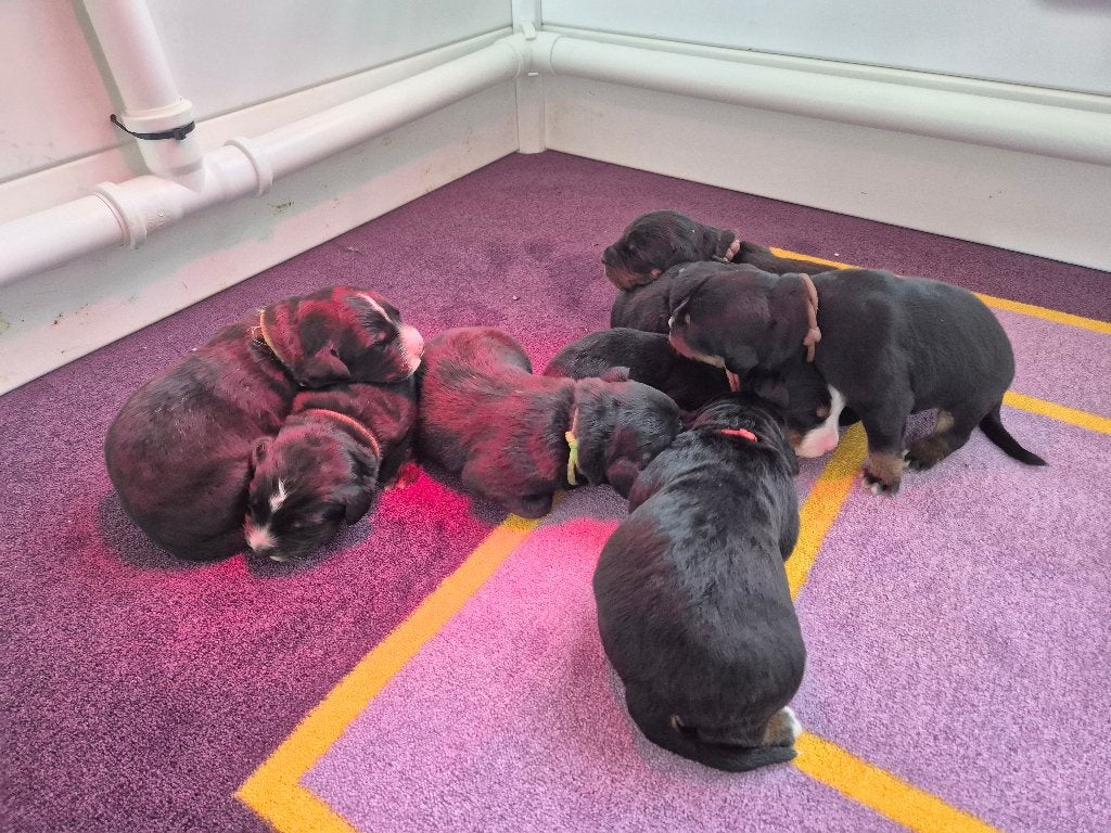 Te koop Boulab pups uit huiselijke kring ( teefjes), 8 tot 15 weken, Teef, Labrador retriever, Parvo