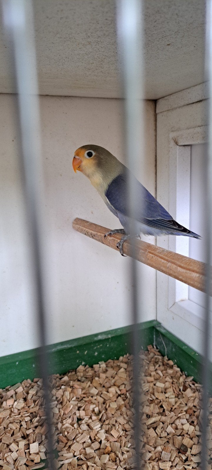 Agapornis Ficheri Yellow Face Violetblauw/ dilute, Geslacht onbekend, Dwergpapegaai of Agapornis