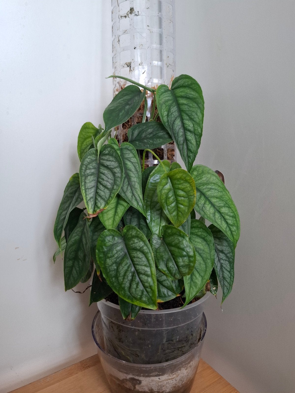 Monstera siltepecana op mospaal, Ophalen of Verzenden, Halfschaduw, Minder dan 100 cm
