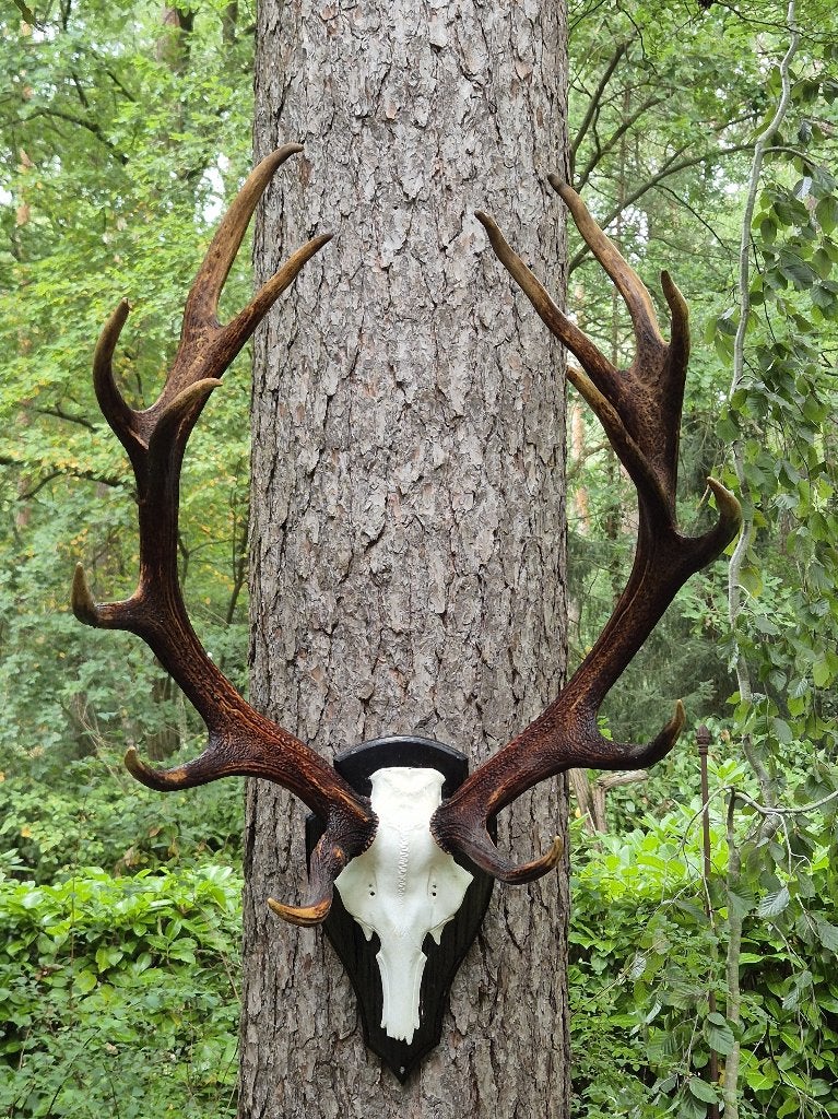 Groot echt edelhert gewei op kunstschedel jacht Veluwe k1, Verzamelen, Ophalen, Gebruikt, Hert, Gewei of Kop
